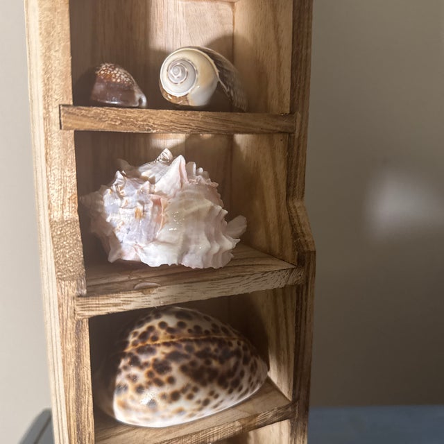 Multi-Tier Stained Wood Shelf With Natural Conch and Murex Shells For Sale - Image 9 of 12