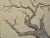 1950s Cerused Oak Lamp With Fiberglass Shade For Sale In Los Angeles - Image 6 of 9