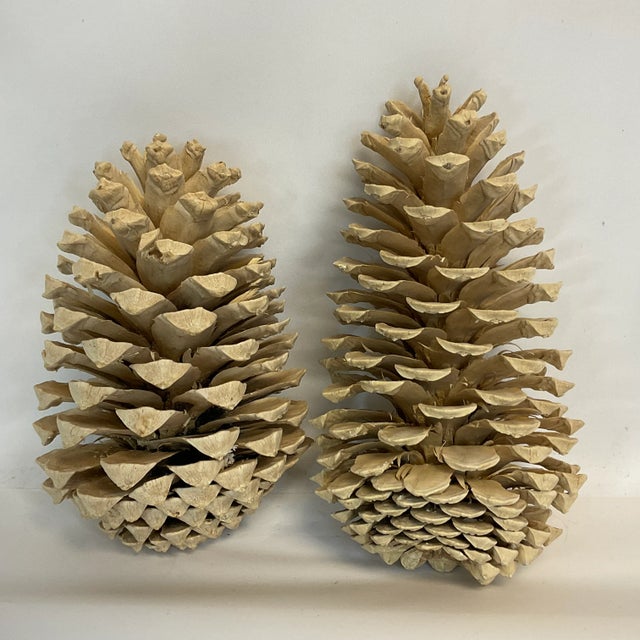 Vintage Arts & Crafts Farmhouse Americana Bleached Pinecones - a Pair For Sale - Image 10 of 11