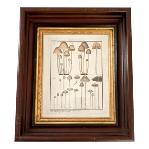 French Botanical Mushroom "Argaric Campanulé" Illustration From 1700's, Antique Framed Etched Botany Art