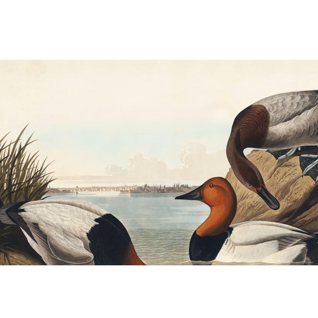 Paper Canvas Backed Duck, Vintage Art Print Reproduction From Birds of America by John James Audubon, 24″ × 16″ For Sale - Image 7 of 11