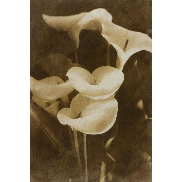 Ian Sanderson, Lilies, 1993, Archival Pigment Print For Sale - Image 6 of 6