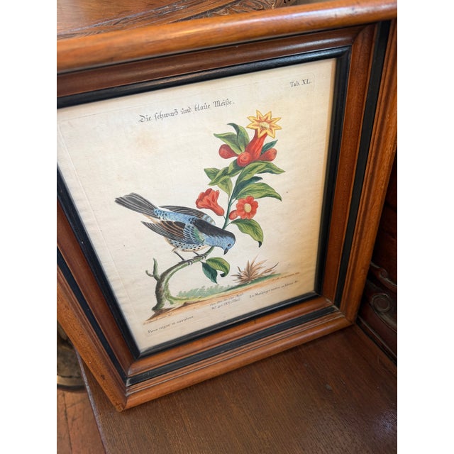 George Edwards Pair Antique Original George Edwards Bird Prints, Framed For Sale - Image 4 of 15