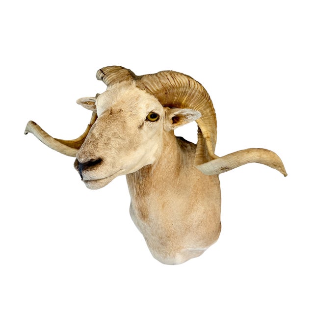 Professionally taxidermied sheep shoulder mount ready for hanging. Natural coloring and expansive horns, commonly found...