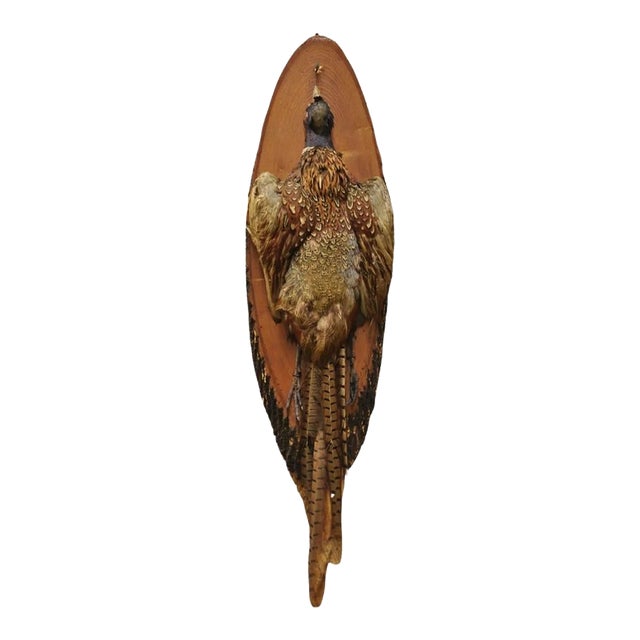Vintage Ringneck Pheasant Bird Full Body Wall Mount on Wood Taxidermy Decor For Sale