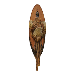 Vintage Ringneck Pheasant Bird Full Body Wall Mount on Wood Taxidermy Decor
