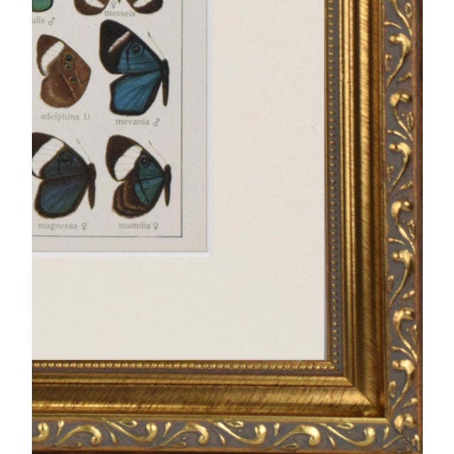 1910s Antique Early 20th Century Butterfly Print 1912 For Sale - Image 5 of 5