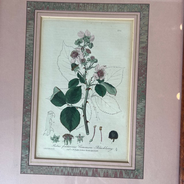 Antique 1837 English Botanical Framed Prints- Set of 3 For Sale - Image 10 of 12