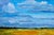 Cloudscape Impressionist Style Original Oil Painting by Lisa Haas For Sale