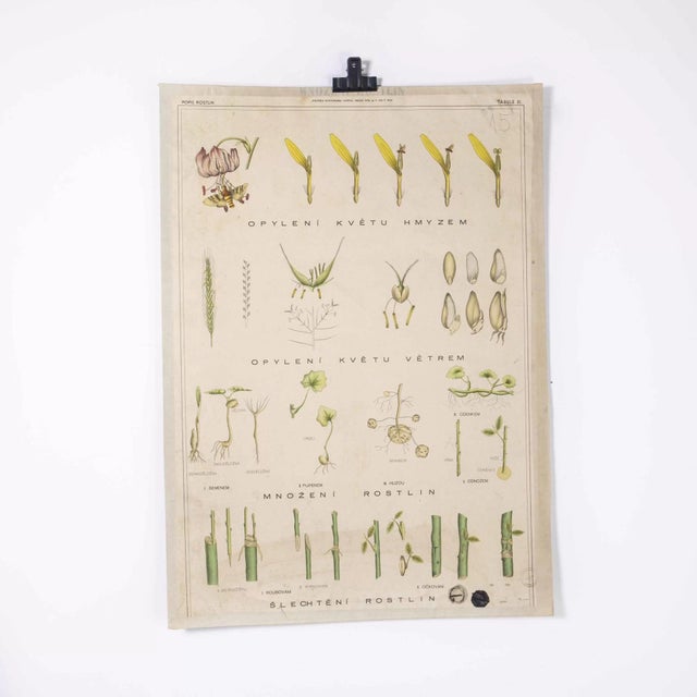 Czech Educational Plant Poster, 1920 For Sale - Image 3 of 3