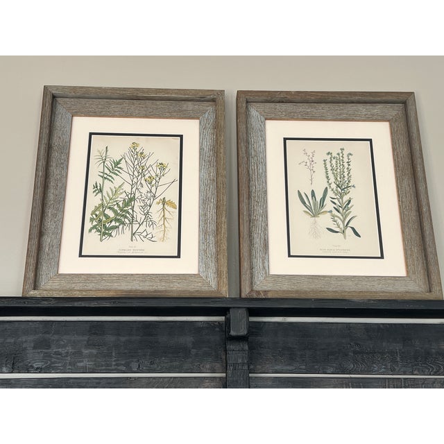 Vintage Botanical Prints Framed Authentic 1910 Canadian Farm Weed Prints - Set of 4 For Sale - Image 4 of 7