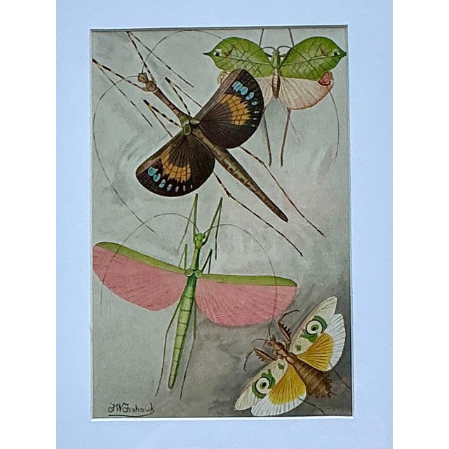 Vintage Botanical Insect Study in Gilt Frame For Sale - Image 9 of 14