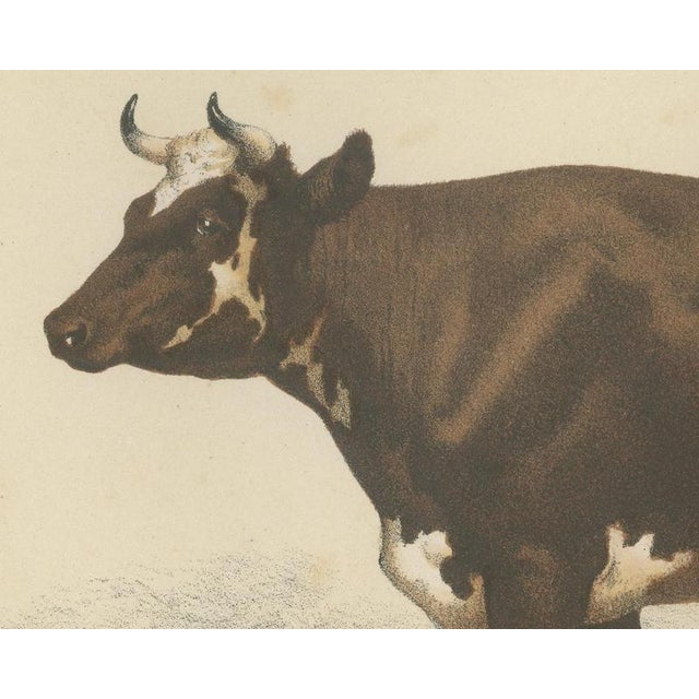 Borie, Flemish Cow, French Cattle Breed, 1863, Chromolithograph For Sale - Image 4 of 9