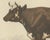 Borie, Flemish Cow, French Cattle Breed, 1863, Chromolithograph For Sale - Image 4 of 9