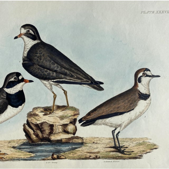 Traditional 1840s John Selby Plover Ornithological Engraving For Sale - Image 3 of 5