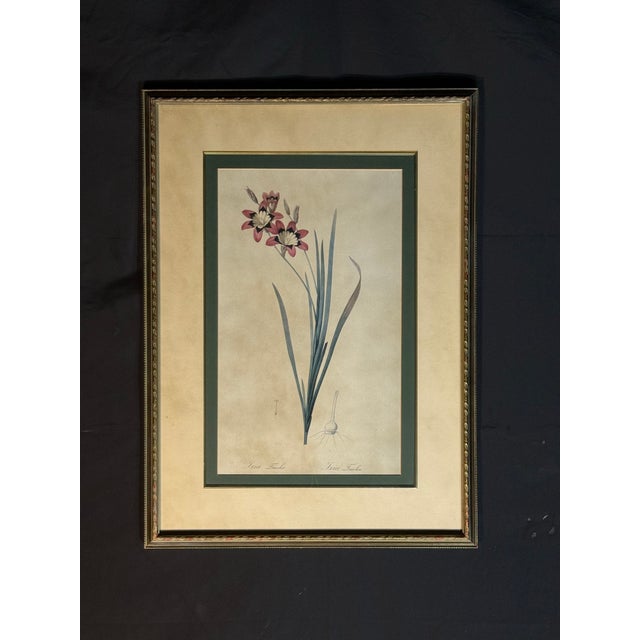 Elegant framed botanical print featuring an Ixia flowering plant with pink and white blossoms, long green leaves, and a...