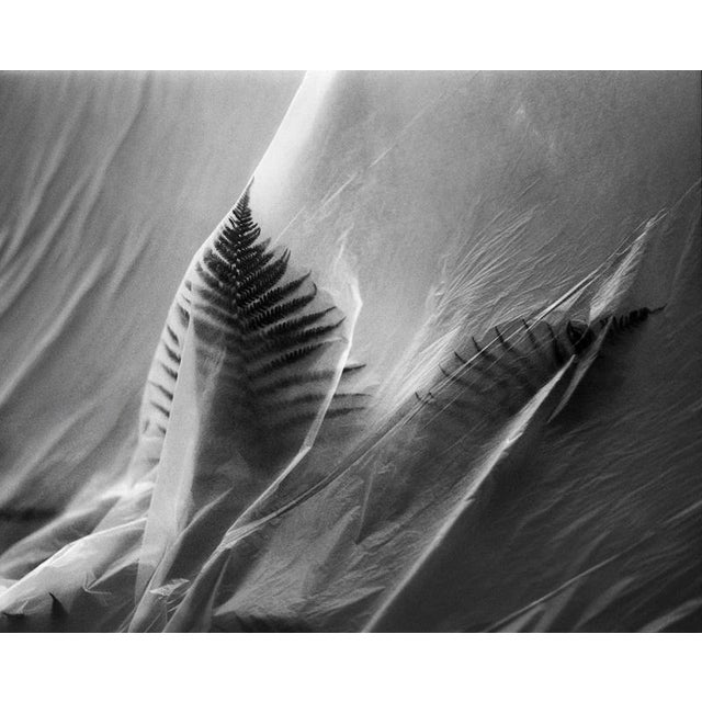 Artist: Ugnė Pouwell Title: Fern no.4 Year: 2026 Medium: Black and white analogue photograph Sizes: 40 × 32 cm; 100 × 125...