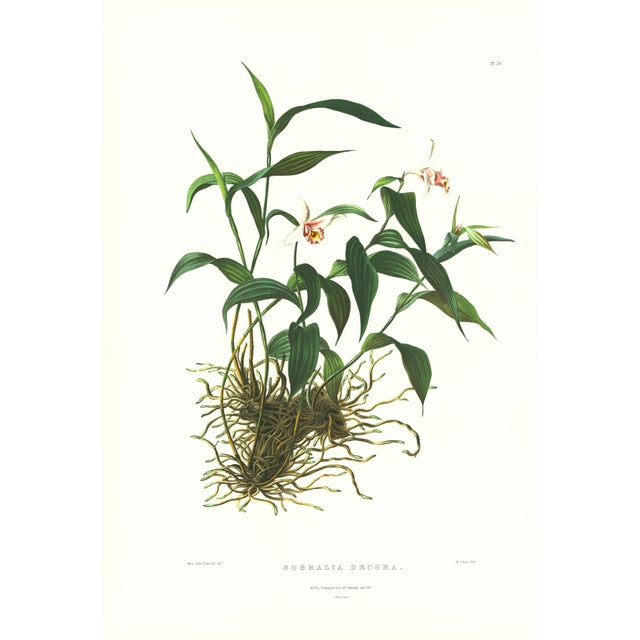 Large 1973 Orchid Flower Lithograph "Sobralia Decora" (Pretty Sobralia) After James Bateman For Sale