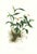 Large 1973 Orchid Flower Lithograph "Sobralia Decora" (Pretty Sobralia) After James Bateman For Sale