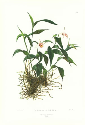 Large 1973 Orchid Flower Lithograph "Sobralia Decora" (Pretty Sobralia) After James Bateman