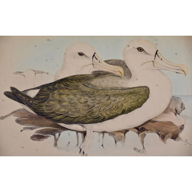 Three Gould Hand-Colored Lithographs From Birds of Australia and New Zealand, 1840-1848 For Sale - Image 11 of 12
