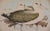 Three Gould Hand-Colored Lithographs From Birds of Australia and New Zealand, 1840-1848 For Sale - Image 11 of 12