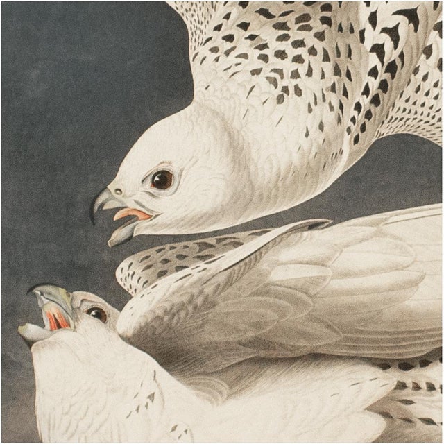 Printmaking Materials 1990s Iceland or Jer Falcon After Audubon, Large American Classical Print For Sale - Image 7 of 12
