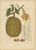 Sheep van Nooten, Durian Botanical, 1880, Chromolithograph For Sale - Image 10 of 10