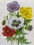 Illustration Antique W. Dickes & Co. Botanical Print From England Showcasing Red, White, Yellow & Purple Varieties of Poppy Flowers - Circa 1870 For Sale - Image 3 of 11