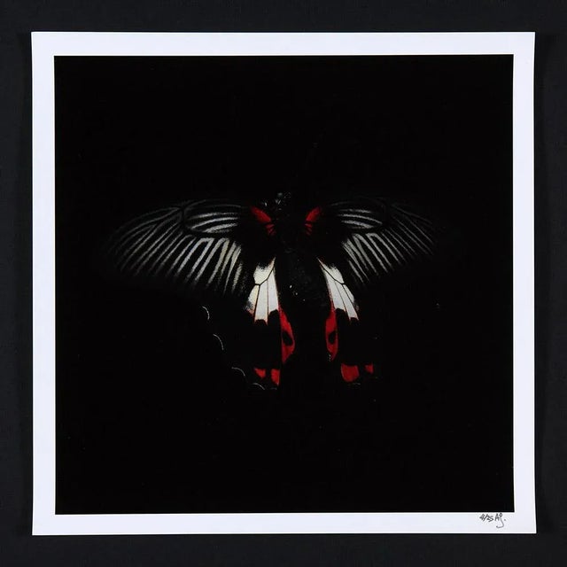 Alexander James Hamilton Swarm (set of 4), (2011) For Sale - Image 3 of 10