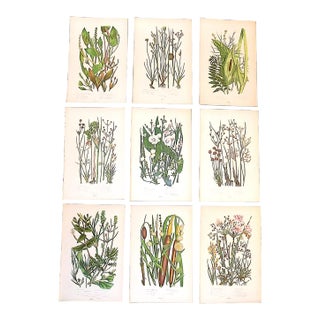 19th Century Lithographs - Botanicals - Set of 9 For Sale