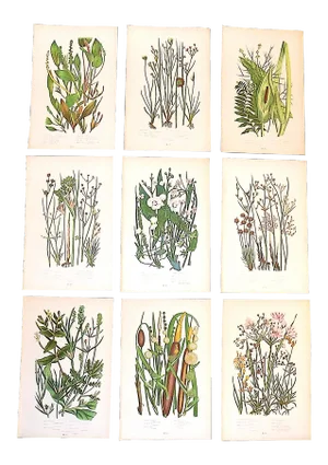 19th Century Lithographs - Botanicals - Set of 9