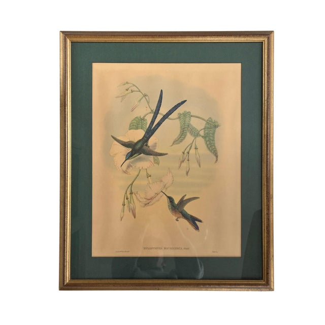 After W. Hart & HC Richter, Thalurania Refulgens and Hylonympha Macrocerca, 1800s, Hand-Colored Lithographs, Set of 2 For Sale - Image 16 of 18