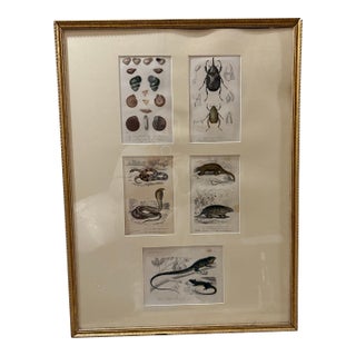Framed 19th C Hand Colored Engravings of Insects, Reptiles and Shells For Sale