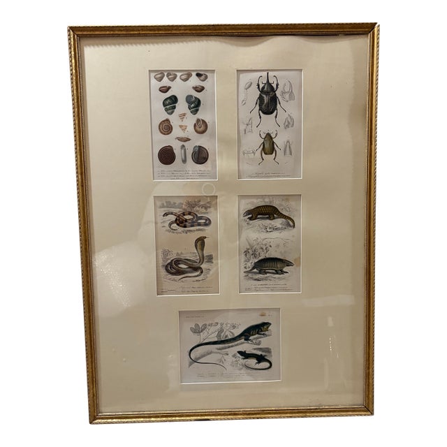 Framed 19th C Hand Colored Engravings of Insects, Reptiles and Shells For Sale