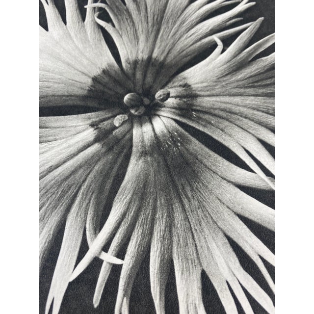 Traditional 1940s Botanical Blossfeldt Print - No. 14 For Sale - Image 3 of 5