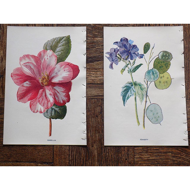 Antique 19th Century Edward Hulme Botanical "Garden Flowers" Lithographs - Set of 12 - Super Price! For Sale In Cincinnati - Image 6 of 9