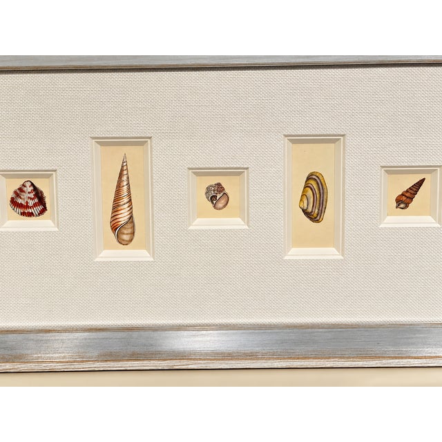 Early 19th Century Antique Coastal Seashell Prints | Custom Framed Museum Glass | by Donovan, Circa 1804 For Sale - Image 5 of 5