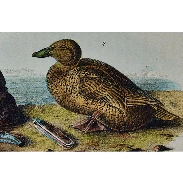 Mid 19th Century Audubon "King Duck": An Original First Octavo Edition Audubon Hand-Colored Lithograph, 1840 For Sale - Image 5 of 5