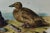 Mid 19th Century Audubon "King Duck": An Original First Octavo Edition Audubon Hand-Colored Lithograph, 1840 For Sale - Image 5 of 5