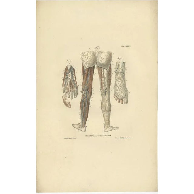 Anatomy Illustrations of Vessels and the Lymphatic System, 1839, Prints, Set of 13 For Sale - Image 8 of 15