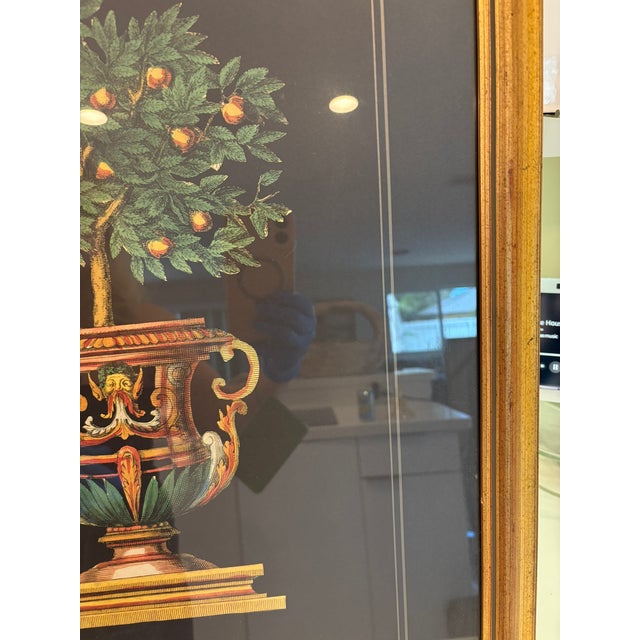 Vintage Orange Tree in Urn Lithograph Under Glass Gold Frame Reproduction For Sale In Miami - Image 6 of 9