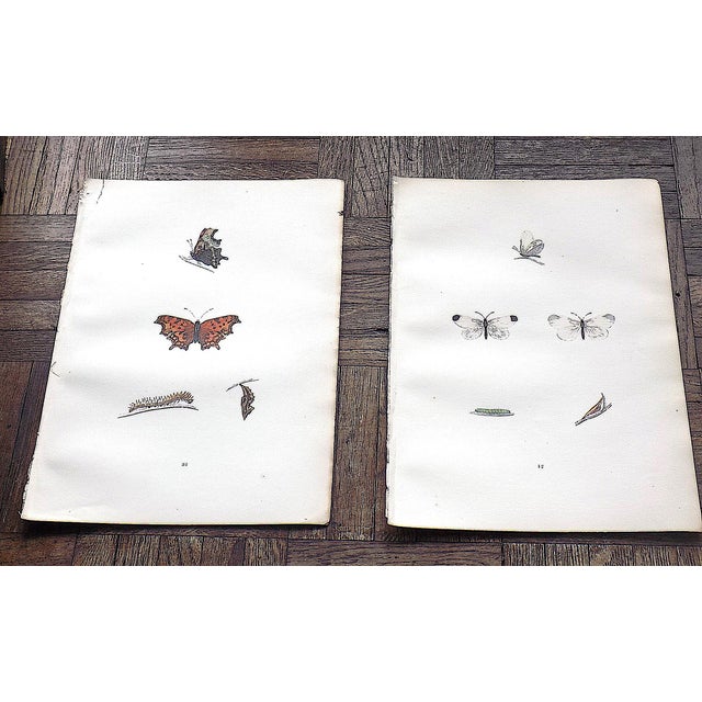 This set of twelve (12) authentic antique mid 19th century lithographs depict butterflies. Period hand color. Printed on...