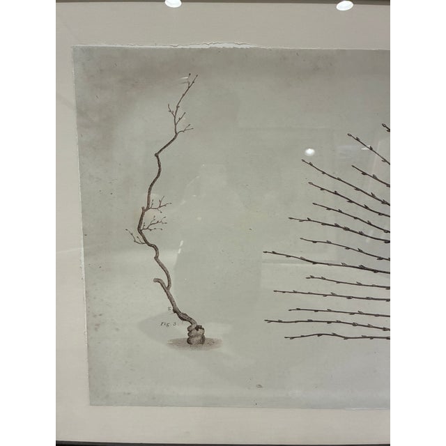 Natural Curiosities William Forsyth “Peach” 1802 Horticultural Botanical Print For Sale In Charlotte - Image 6 of 10