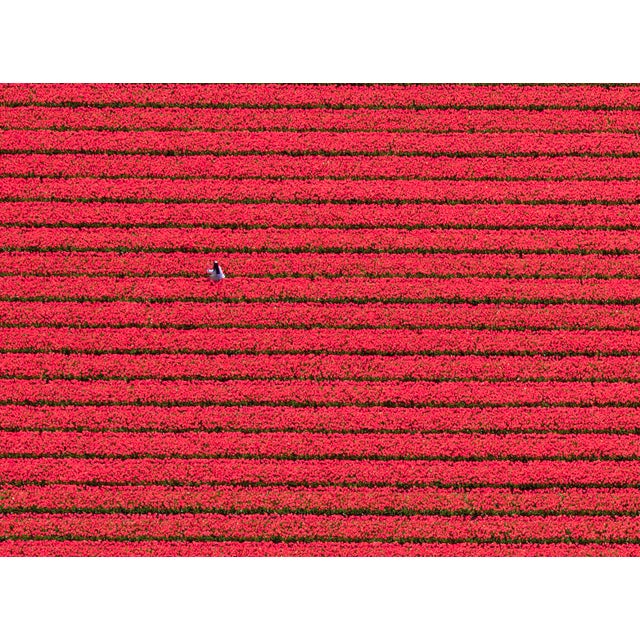 Not Yet Made - Made To Order "AV_Tulip_Fileds_018" Contemporary Limited Edition Fine Art Photograph Print by Bernhard Lang For Sale - Image 5 of 7
