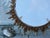 A Spanish gilt metal semi-flush crown chandelier from the Midcentury period with three-tiered foliage and frosted glass...