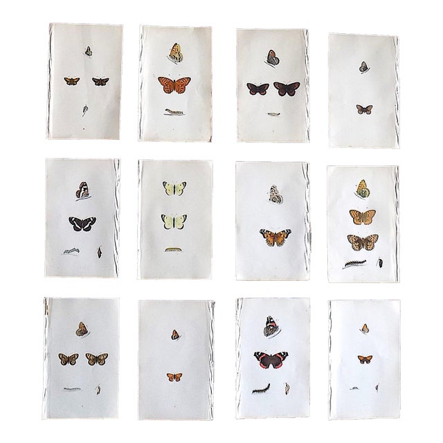 Antique 19th Century Hand Colored Butterfly Lithographs - Set of 12 For Sale