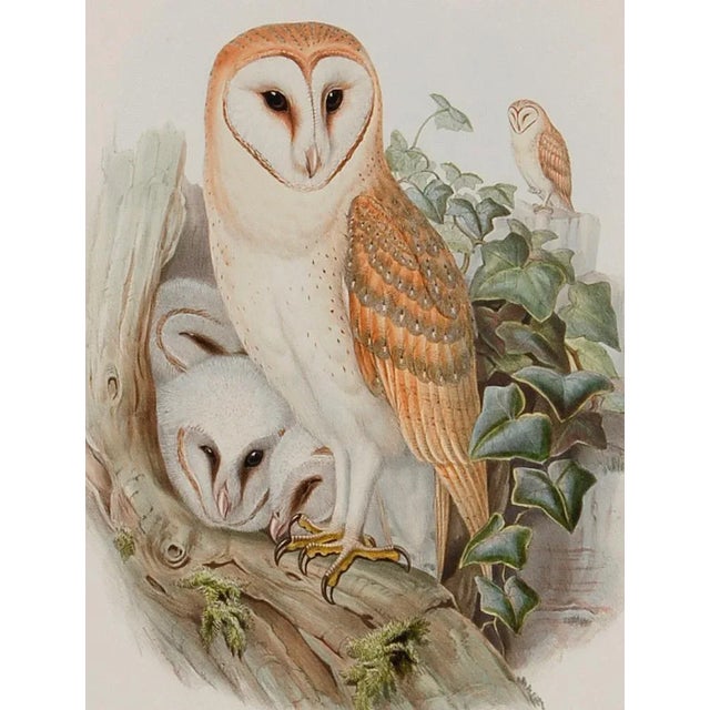 Realism Barn Owl Family: A Framed Original 19th C. Hand-Colored Lithograph by John Gould and Henry Constantine Richter, 1862-1873 For Sale - Image 3 of 6