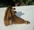 Vintage Petite Italian Florentine Gilt Wall Bracket Shelf For Sale In Naples, FL - Image 6 of 9
