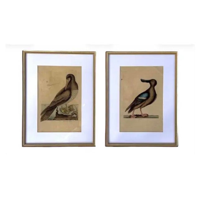 Cream 18th Century Framed Engravings by Mark Catesby, Set of Two Birds For Sale - Image 8 of 8